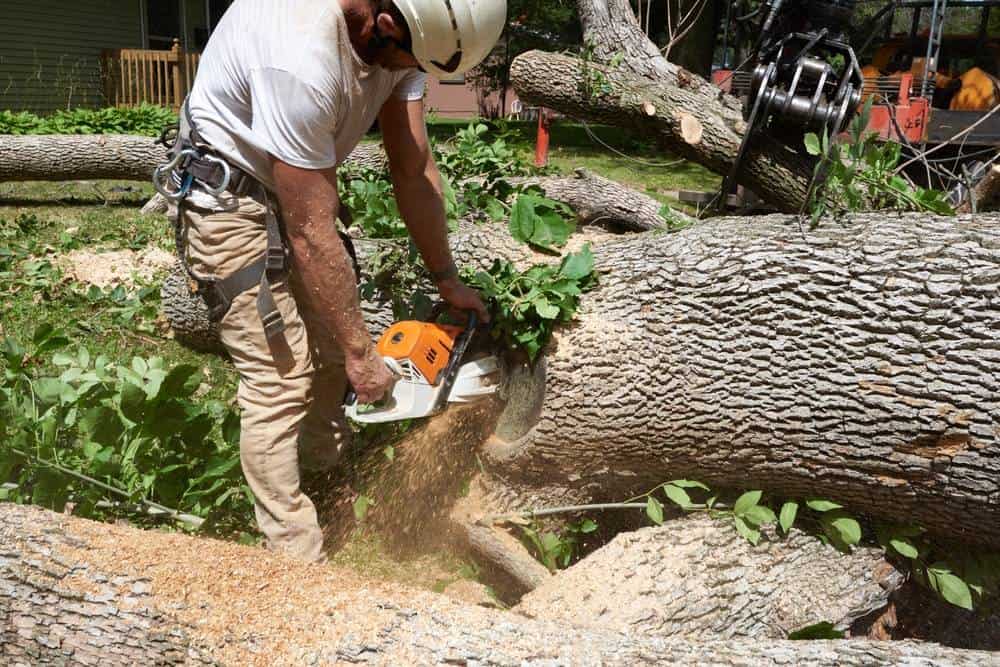 Schedule comprehensive tree care in The Woodlands, TX, for tailored land development